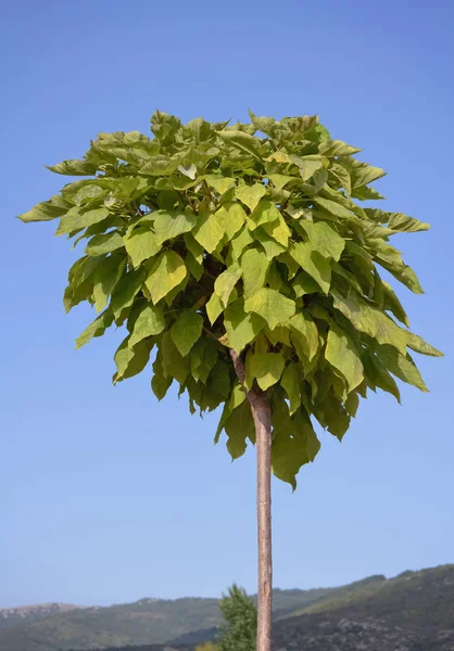 Detail eines blühenden Baumes — Stockfoto