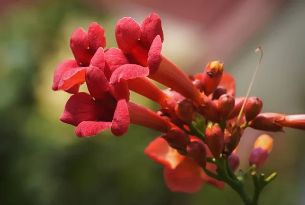 Preciosa flor roja — Foto de Stock