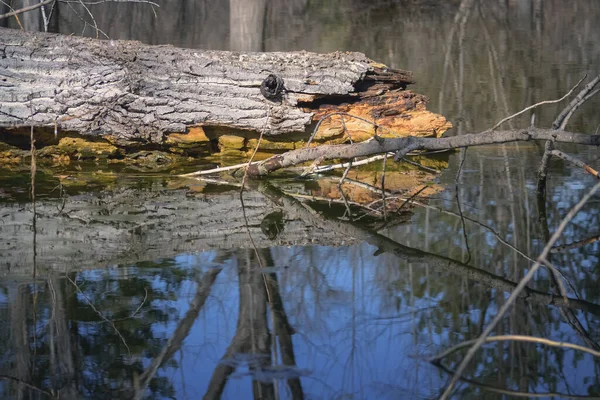 Parte Uma Árvore Partida Refletindo Água Após Tempestade — Fotografia de Stock