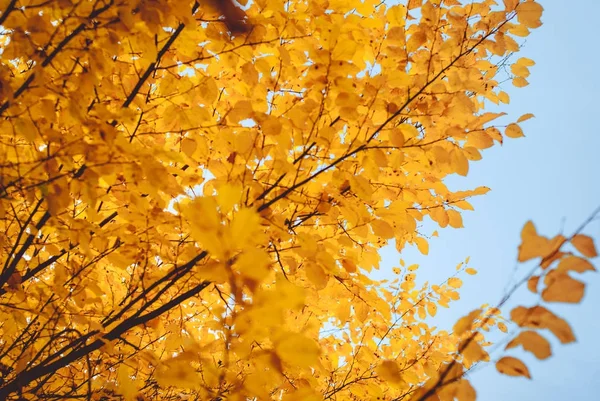 Seizoen van prachtige herfstbladeren Rechtenvrije Stockafbeeldingen