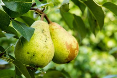 Bahçedeki ağaçta armut