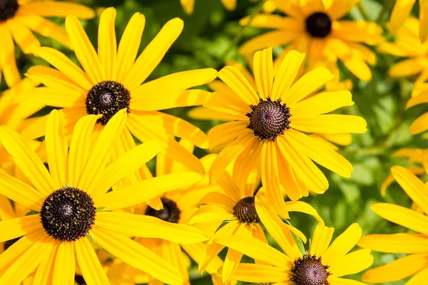 Bahçedeki sarı çiçekler