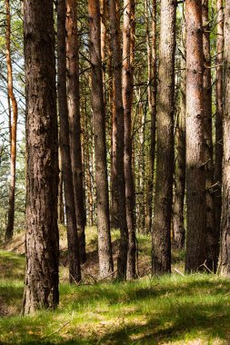Çam ormanı Polonya