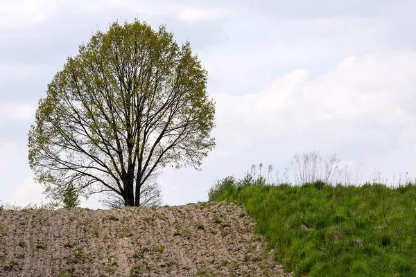 Tarladaki yalnız ağaç. — Stok fotoğraf