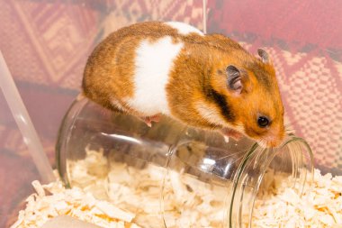 sevimli hamster