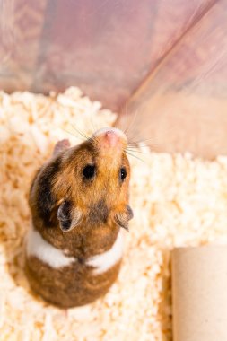 sevimli hamster