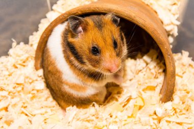 sevimli hamster