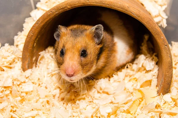 sevimli hamster
