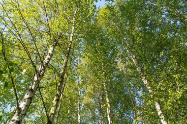 Huş ağacı orman Polonya