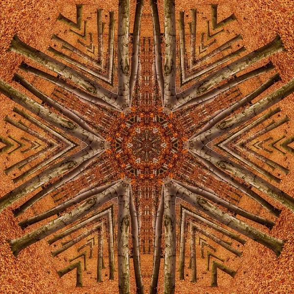 Sonbaharda kayın ormanı (Polonya)