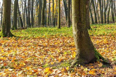 Sonbaharda parkta ağaçlar