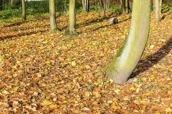 Sonbaharda parkta ağaçlar