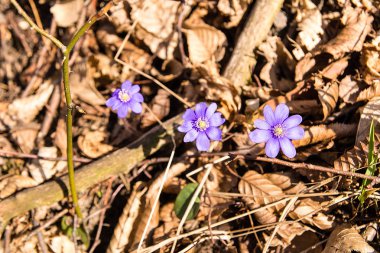 Anemon mantarı erken ilkbahar (Polonya ormanında)