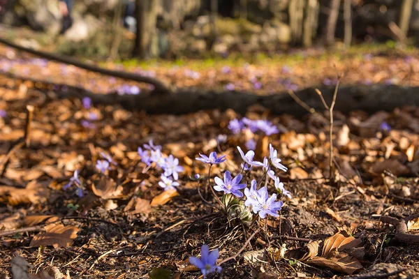 Anemone Hepatica Forest Early Spring Poland — Stock Photo, Image