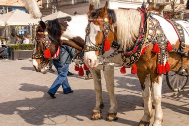 Pazar Meydanı (Polonya Krakow atlara)
