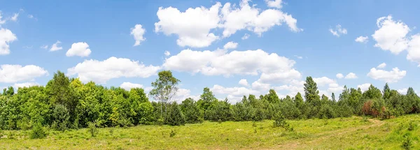 Güneşli bir günde takas orman