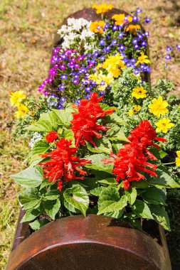 Bahçede ahşap tencerede renkli çiçekler
