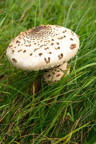 Parasol Mushroom Macrolepiota Procera Meadow Autumn Poland — Stock Photo, Image