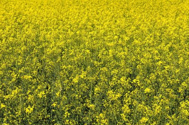 Güneşli bir gün (Polonya alanına tecavüz)