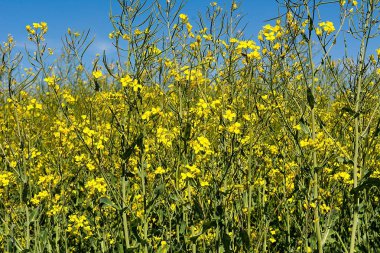 Güneşli bir gün (Polonya alanına tecavüz)