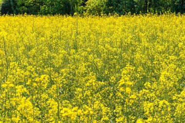 Güneşli bir gün (Polonya alanına tecavüz)