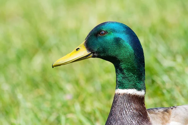 Mallard Anas Platyrhynchos Día Soleado —  Fotos de Stock