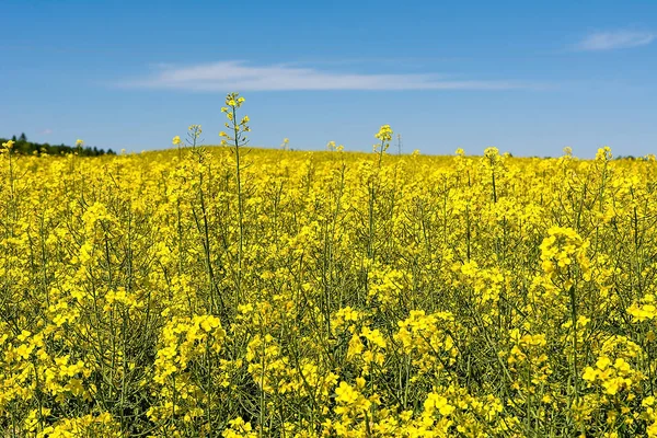 Rape Field Sunny Day Poland — Stock Photo, Image