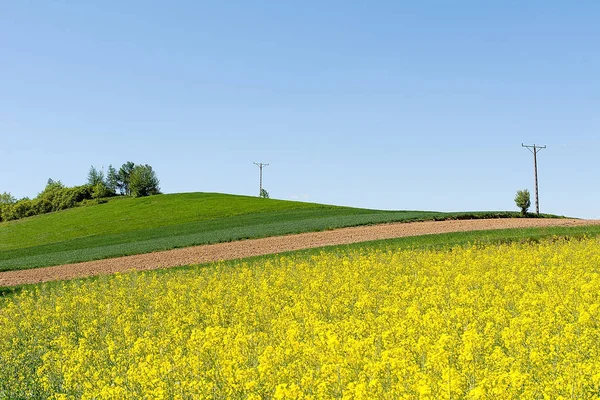 Rape Field Sunny Day Poland — Stock Photo, Image