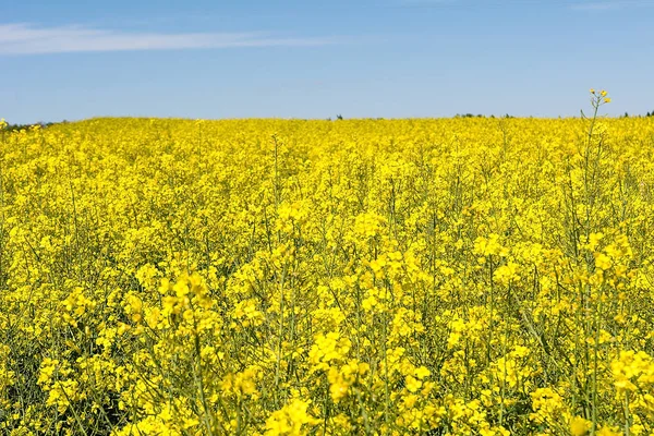 Rape Field Sunny Day Poland — Stock Photo, Image