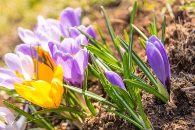 Bahçedeki güzel timsahlar