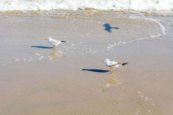 Seagulls Beach — Stock Photo, Image