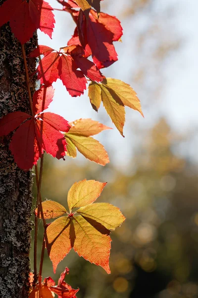 Virginia enredadera con hojas rojas en contraluz trepar a un árbol — Foto de Stock