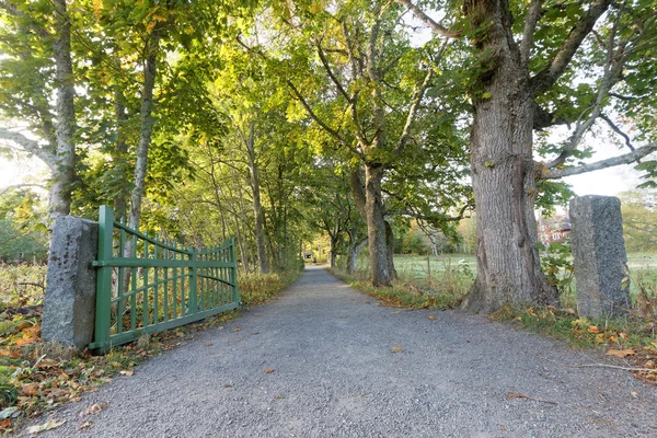 Open green gate and a green alley of trees during the autumn — Stock Photo, Image