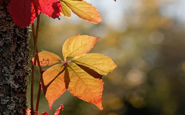 Κόκκινα και κίτρινα φύλλα κατάλληλο ως φθινόπωρο widescreen οθόνη έκφραση — Φωτογραφία Αρχείου
