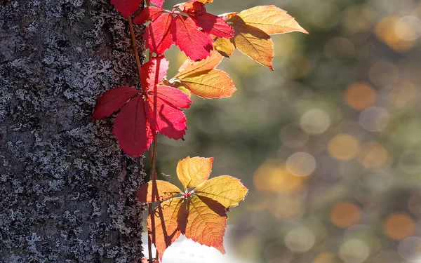 Hoja roja y amarilla adecuada como pantalla ancha de otoño backgr — Foto de Stock