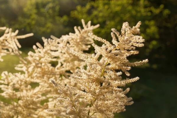 Weiße Rosaceae blühen im warmen Morgenlicht — Stockfoto