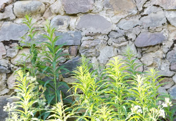 Violet fireweed flowers in front of a stone wall — Stock Photo, Image