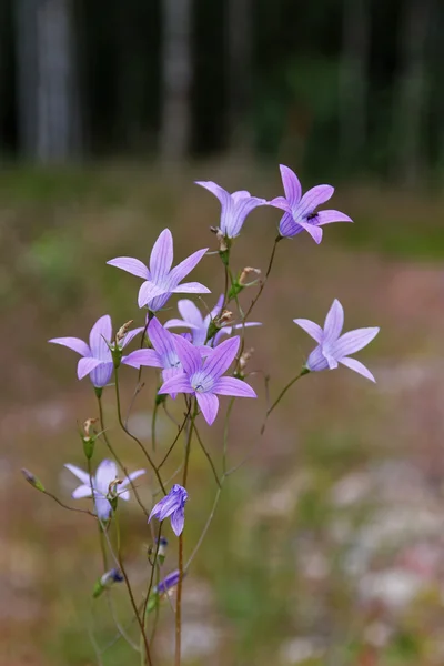 Flores violetas de color azul, hierba y árboles en el fondo —  Fotos de Stock