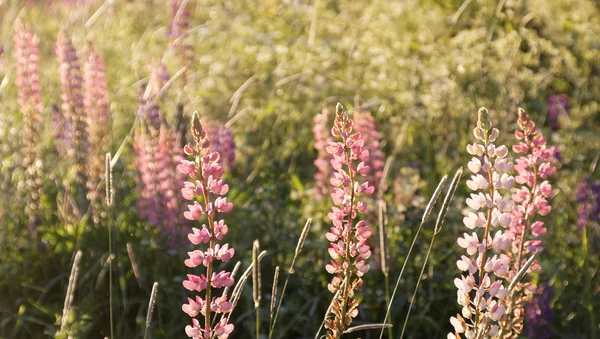 Pink lupine flowers and grass in the warm morning light — Stock Photo, Image