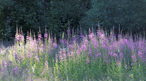 Βιολέτα fireweed λουλούδια και δέντρα με φως το πρωί — Φωτογραφία Αρχείου