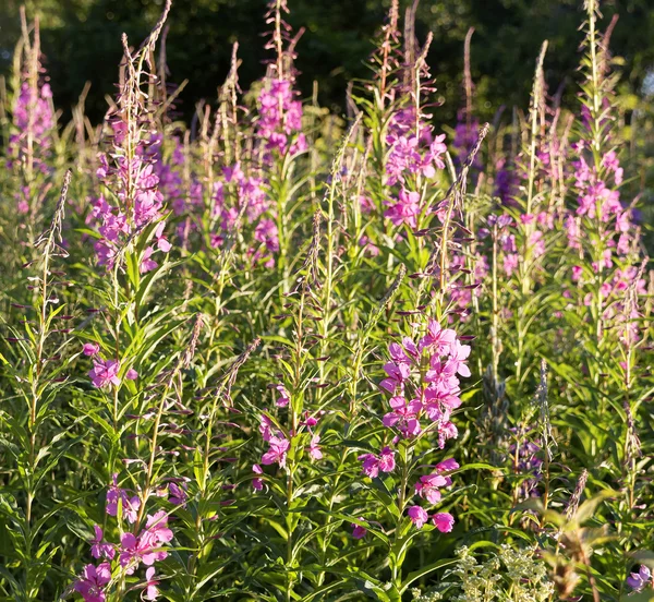 Flores violetas de leña en la cálida luz de la mañana —  Fotos de Stock
