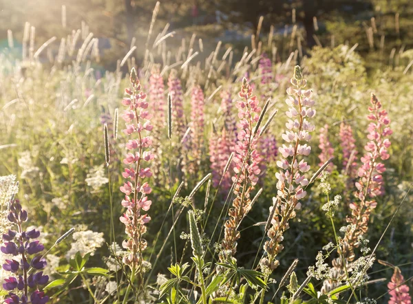 Violet and pink lupine flowers in the warm morning light — Stock Photo, Image
