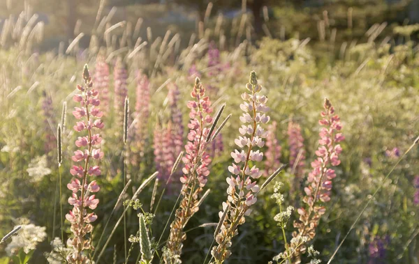 Fleurs de lupin rose et herbe dans la lumière chaude du matin — Photo