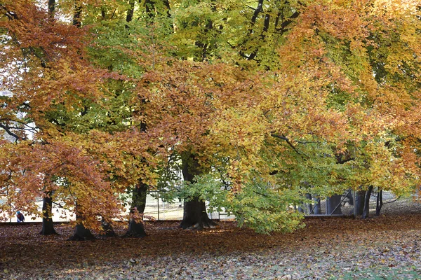 Linden tree during autumn, red and green leafs — Stock Photo, Image