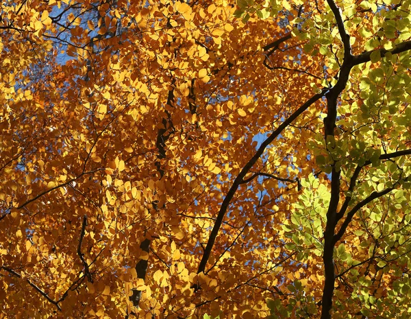 Hojas cálidas de color amarillo y verde sobre liime durante el otoño — Foto de Stock