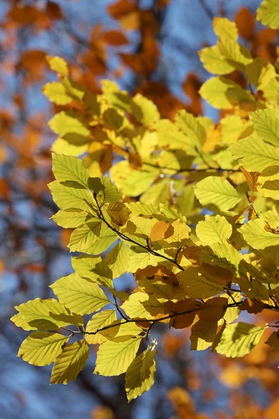 Rama amarilla cálida de tilo durante el otoño — Foto de Stock