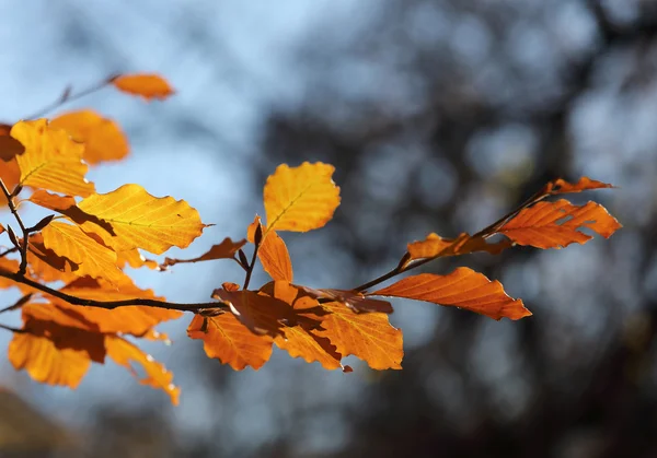 Тепла жовта гілка липи під час осені — стокове фото