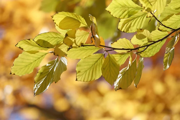 Rama amarilla cálida de tilo durante el otoño — Foto de Stock