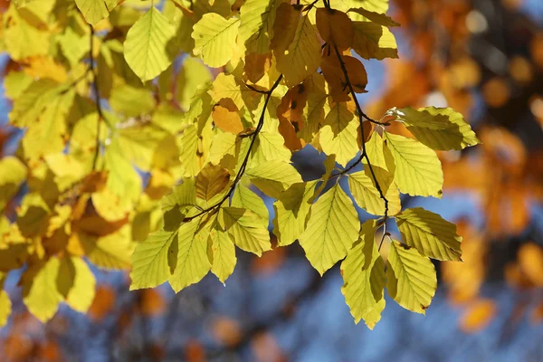 Ramo amarelo quente de tília durante o outono — Fotografia de Stock