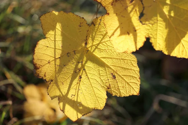Жовті листки восени — стокове фото